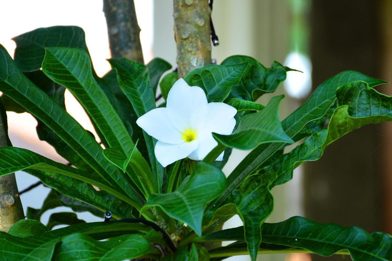 Randu Homestay And Restaurant Tangalle Buitenkant foto